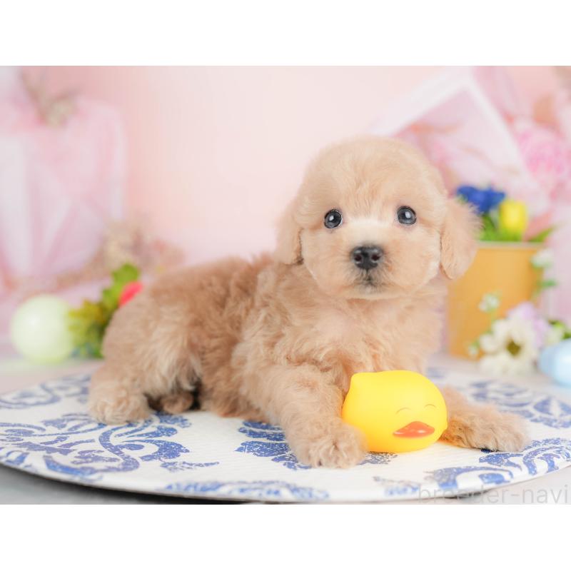 販売中ののトイプードル-427198