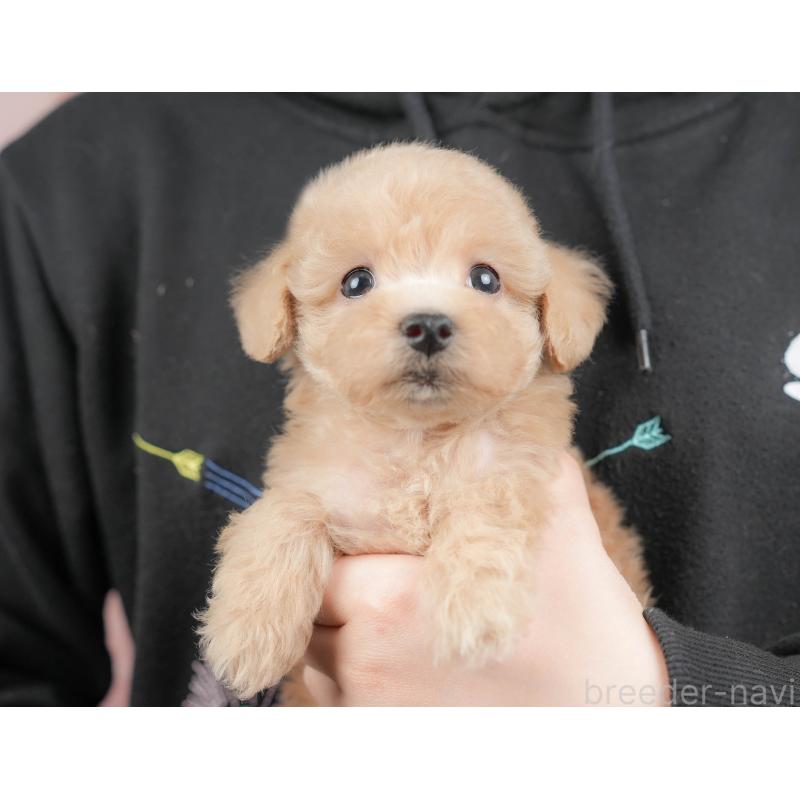 販売中の群馬県のトイプードル-427198の8枚目