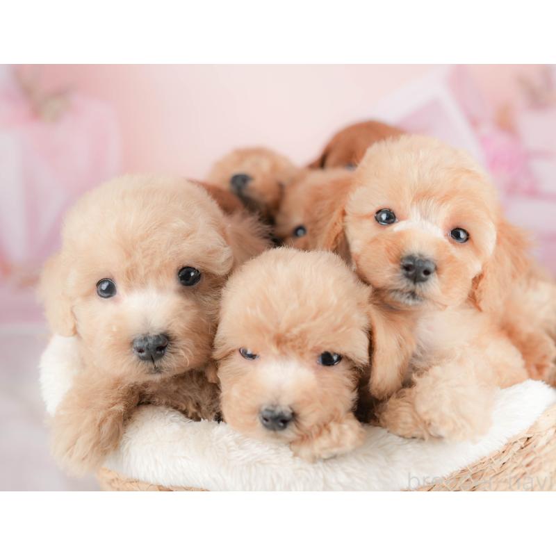 販売中の群馬県のトイプードル-427198の6枚目