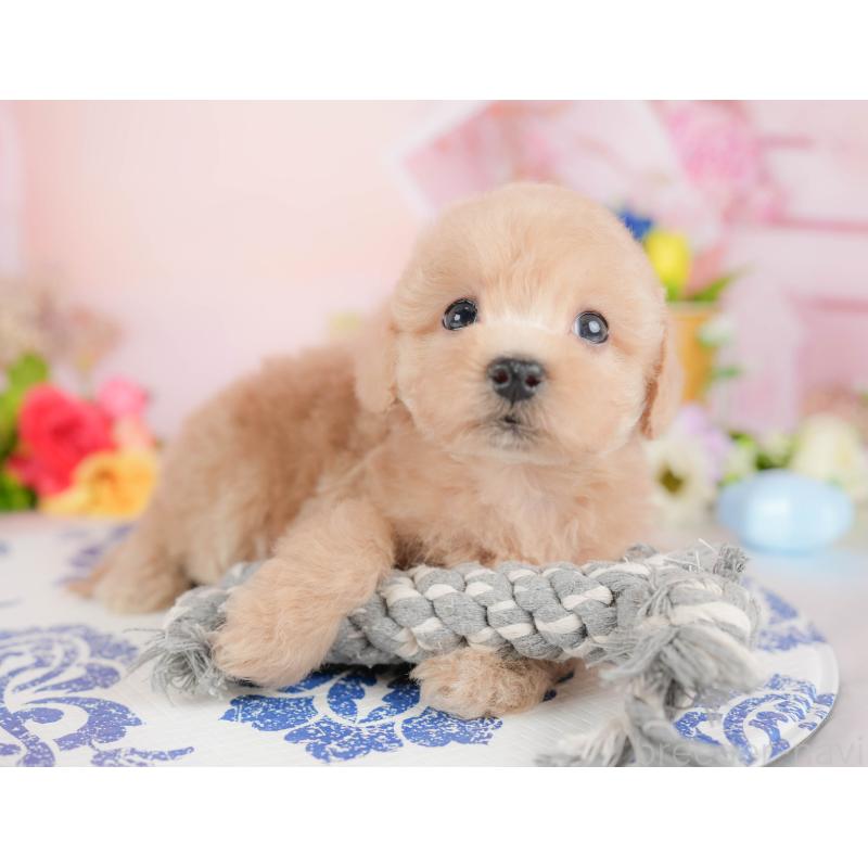 販売中の群馬県のトイプードル-427198の5枚目