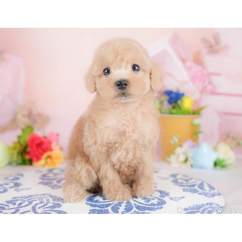 販売中の群馬県のトイプードル-427198の4枚目