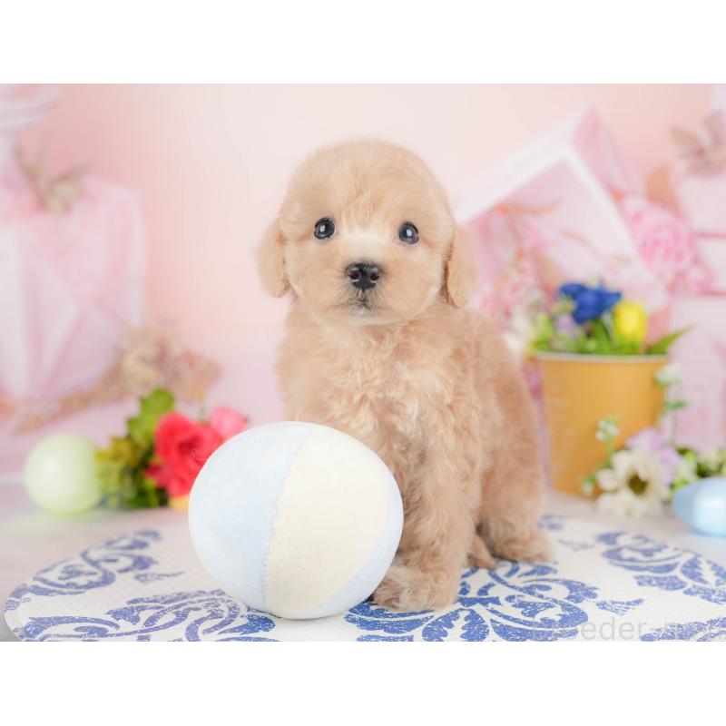 販売中の群馬県のトイプードル-427198の3枚目