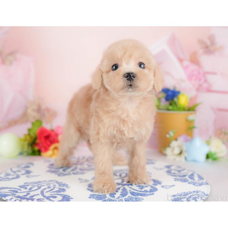 販売中の群馬県のトイプードル-427198の2枚目