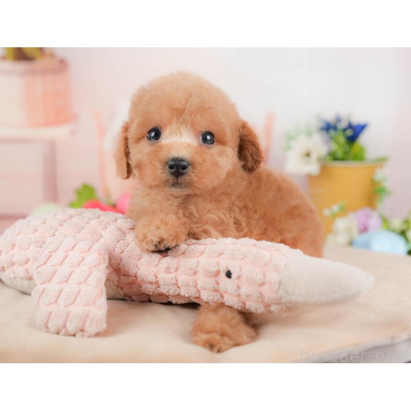 販売中の群馬県のトイプードル-427200の1枚目