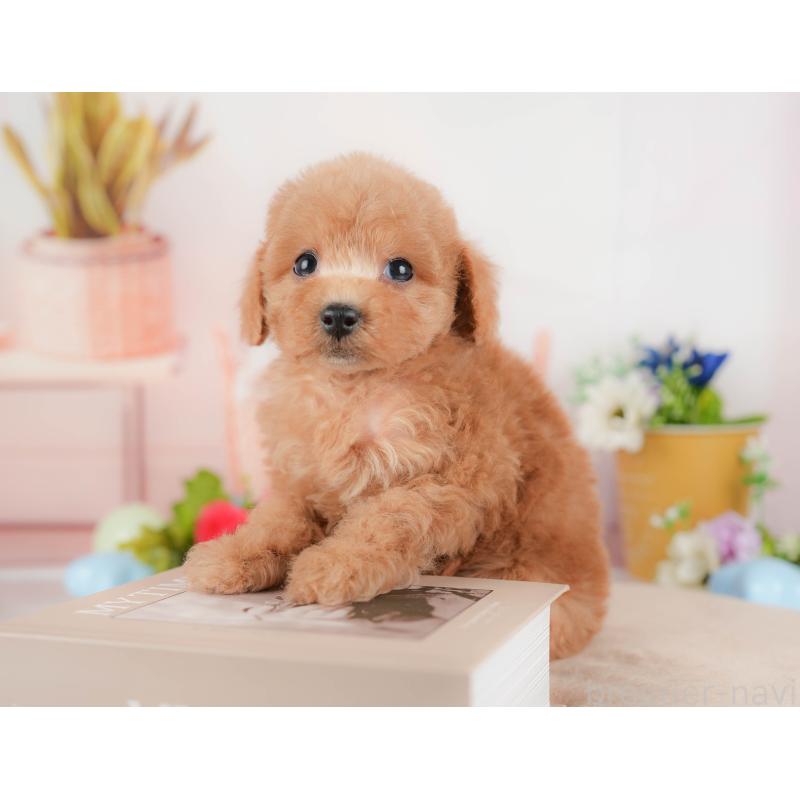 販売中の群馬県のトイプードル-427200の4枚目