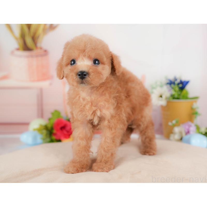 販売中の群馬県のトイプードル-427200の3枚目