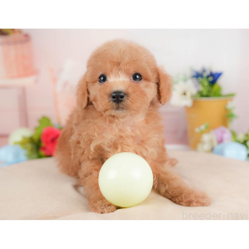 販売中の群馬県のトイプードル-427200の2枚目