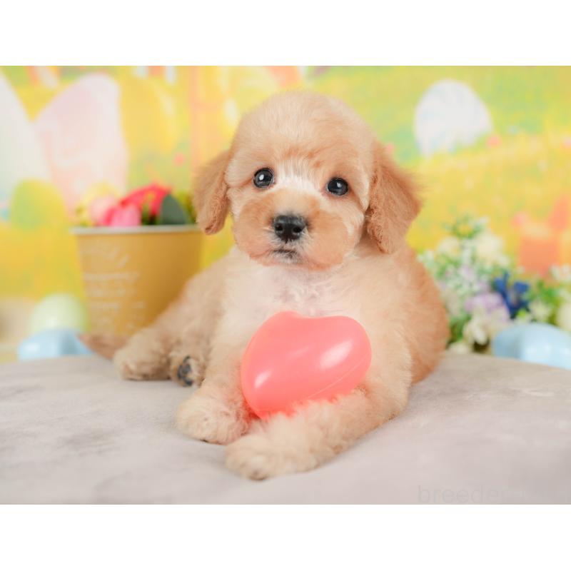 販売中の群馬県のトイプードル-427202の1枚目