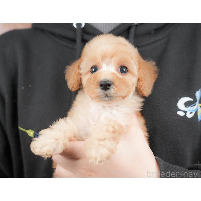 販売中の群馬県のトイプードル-427202の8枚目