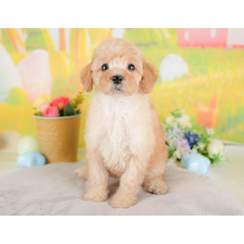 販売中の群馬県のトイプードル-427202の7枚目