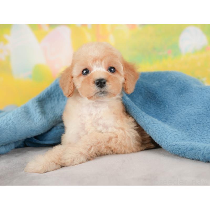 販売中の群馬県のトイプードル-427202の5枚目