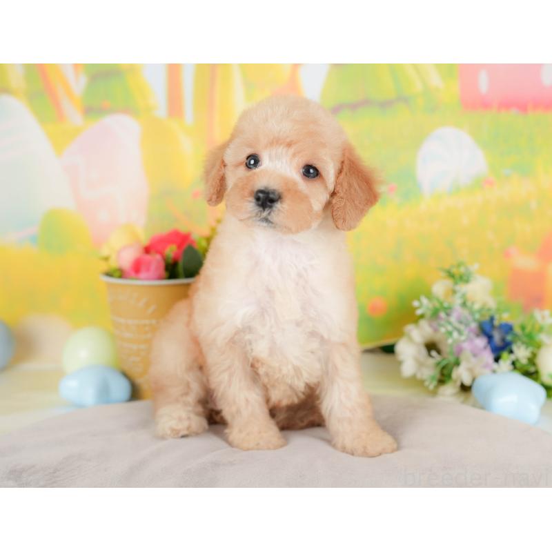 販売中の群馬県のトイプードル-427202の4枚目