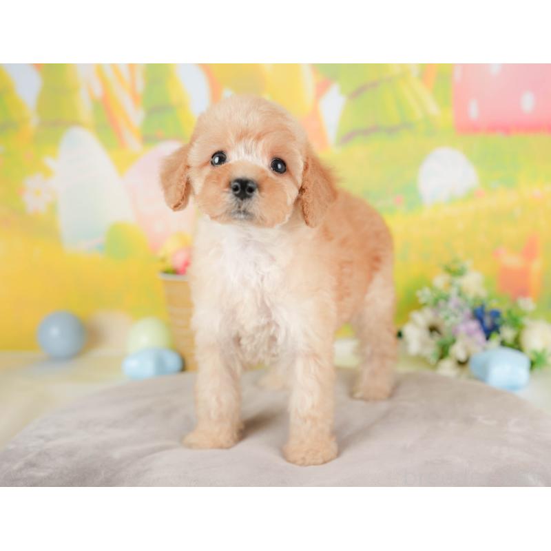 販売中の群馬県のトイプードル-427202の3枚目