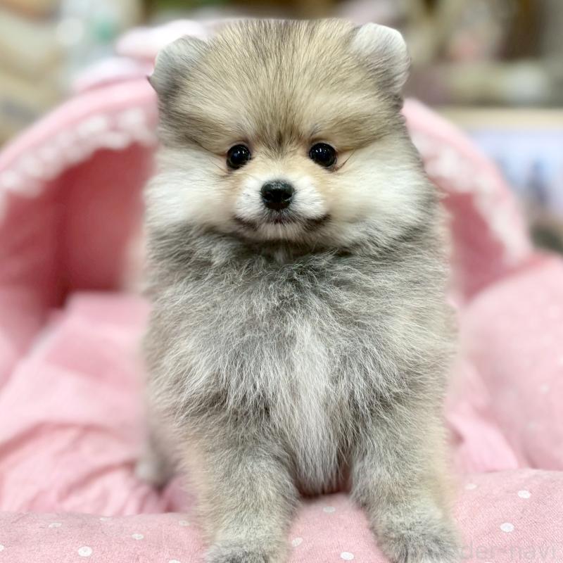 販売中の大阪府のポメラニアン-427204の8枚目