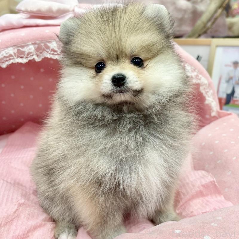 販売中の大阪府のポメラニアン-427204の7枚目
