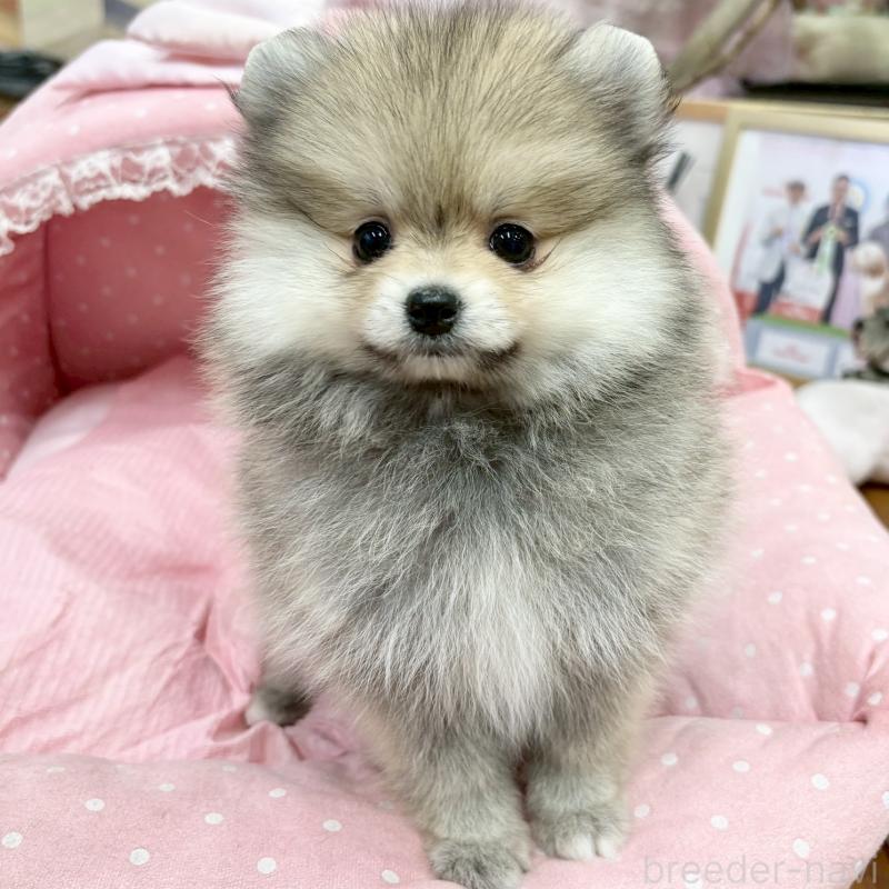販売中の大阪府のポメラニアン-427204の5枚目