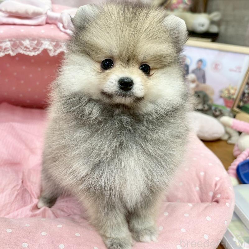 販売中の大阪府のポメラニアン-427204の4枚目