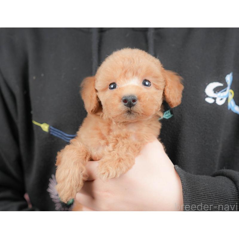 販売中の群馬県のトイプードル-427205の8枚目
