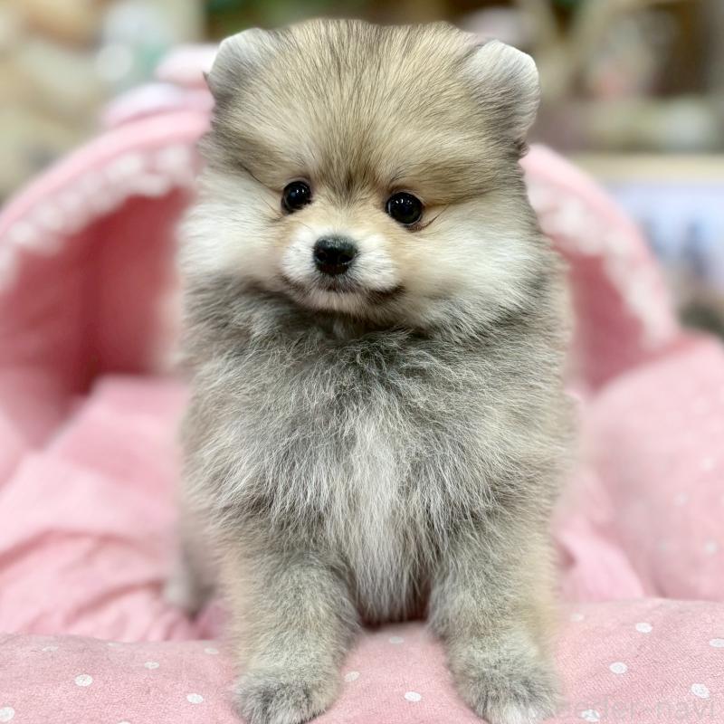 販売中の大阪府のポメラニアン-427204の3枚目