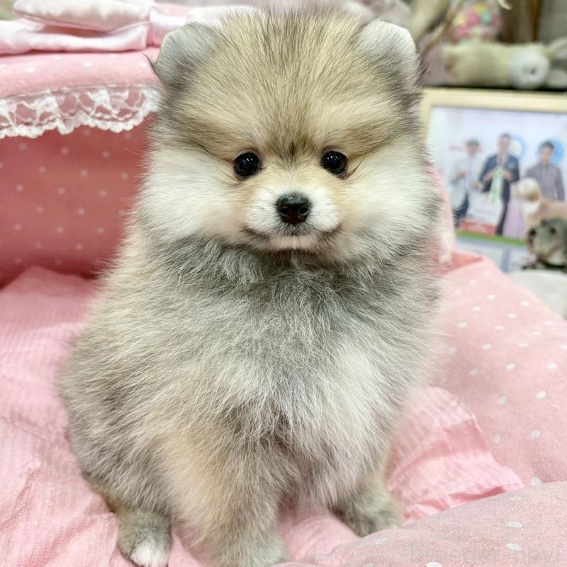 販売中の大阪府のポメラニアン-427204の2枚目