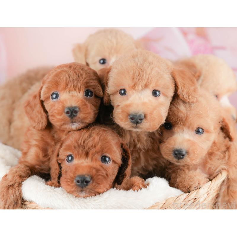 販売中の群馬県のトイプードル-427205の6枚目