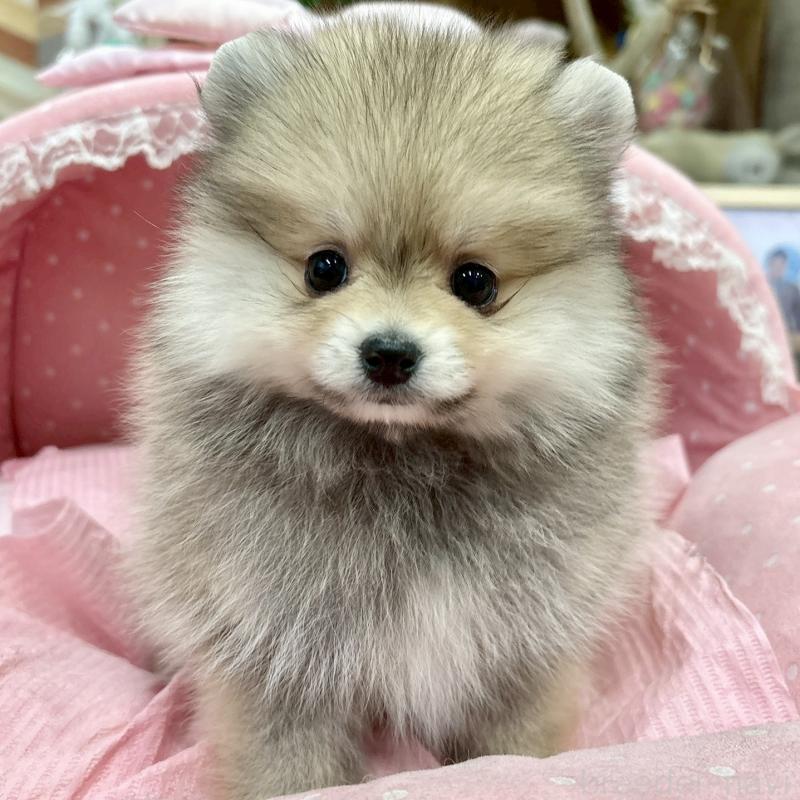 販売中の大阪府のポメラニアン-427204