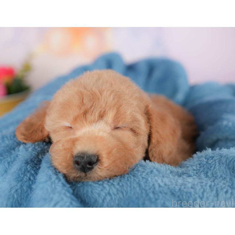 販売中の群馬県のトイプードル-427205の5枚目