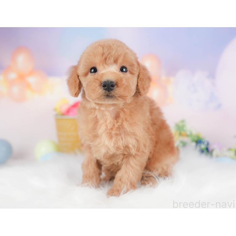 販売中の群馬県のトイプードル-427205の4枚目