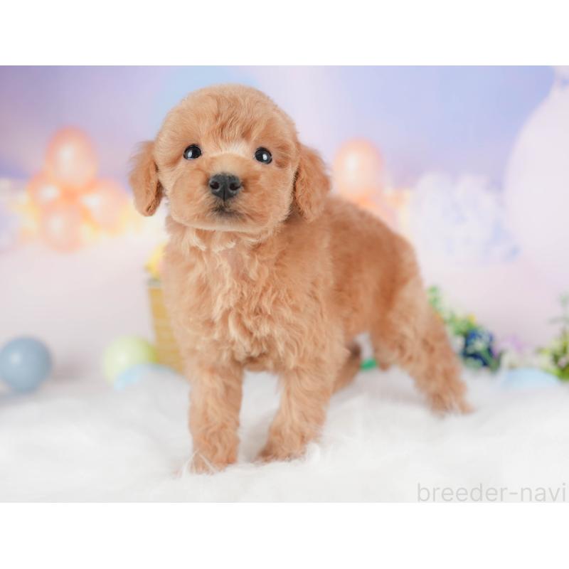 販売中の群馬県のトイプードル-427205の3枚目