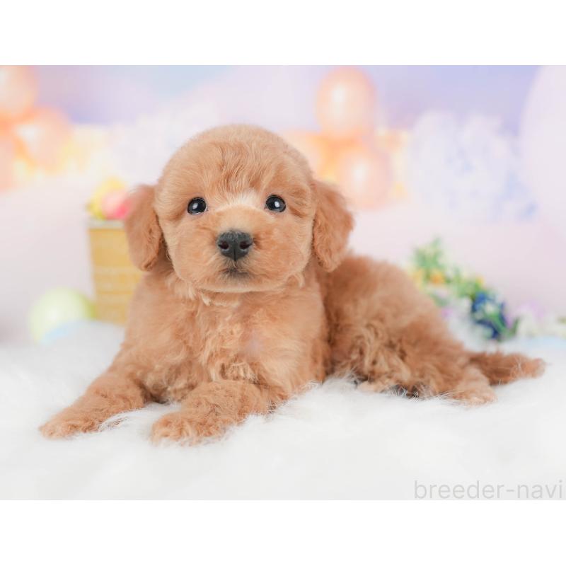 販売中の群馬県のトイプードル-427205の2枚目