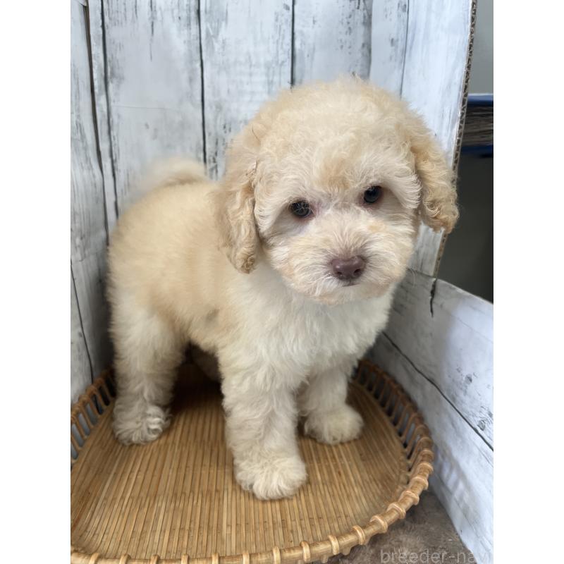 販売中の山梨県のトイプードル-424992の7枚目