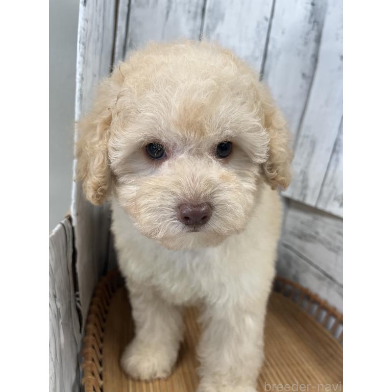 販売中の山梨県のトイプードル-424992の6枚目