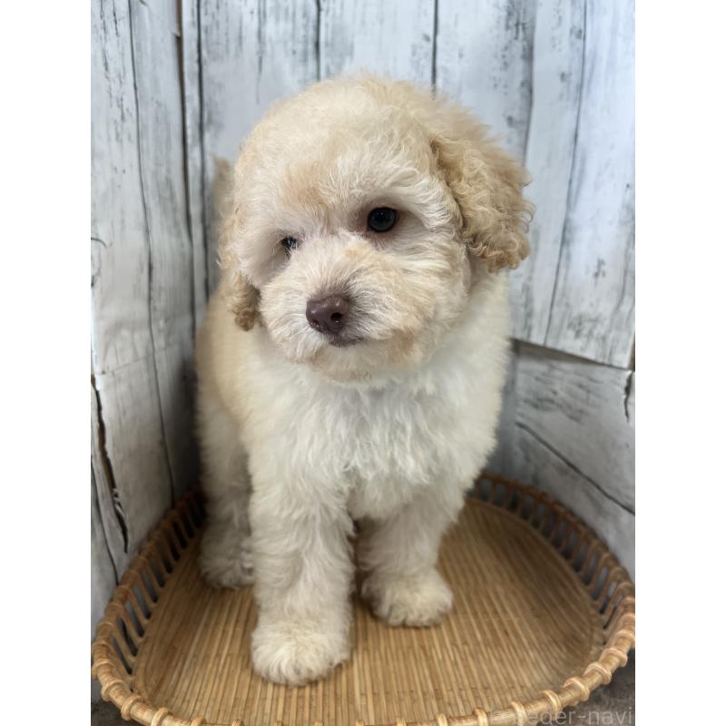 販売中の山梨県のトイプードル-424992の5枚目