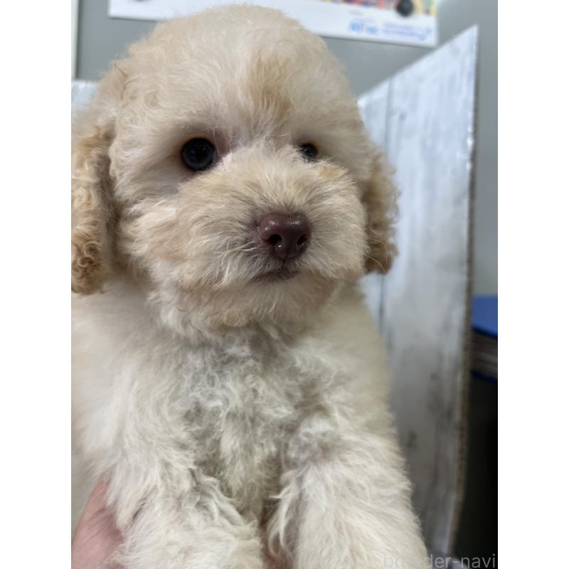 販売中の山梨県のトイプードル-424992の4枚目