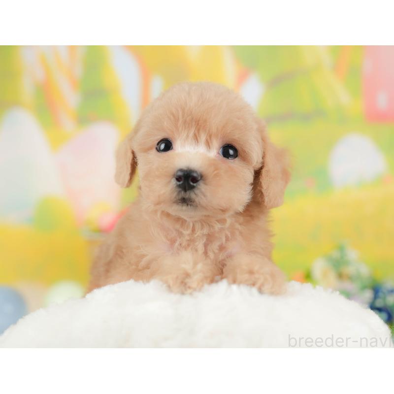 販売中の群馬県のトイプードル-427207の1枚目