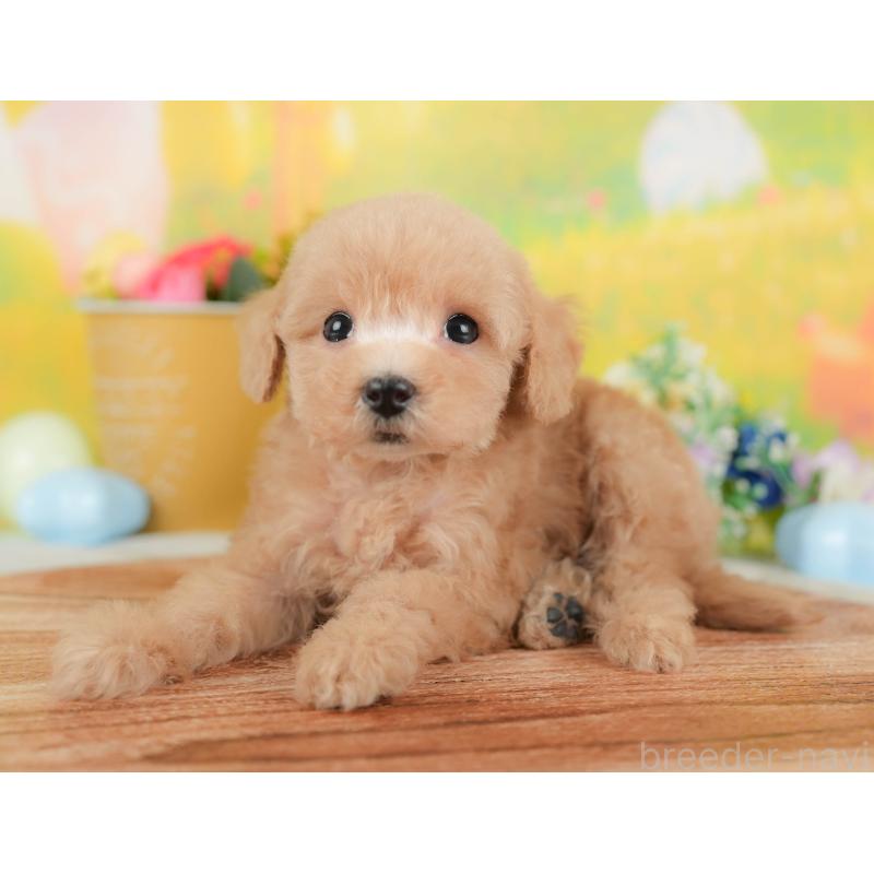 販売中の群馬県のトイプードル-427207の7枚目