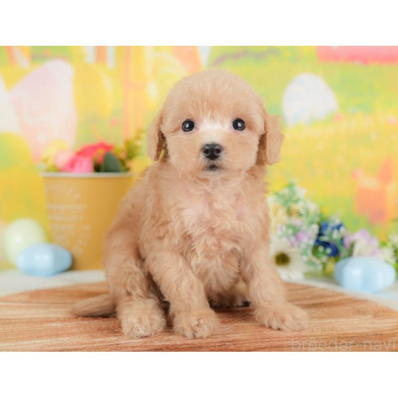 販売中の群馬県のトイプードル-427207の5枚目