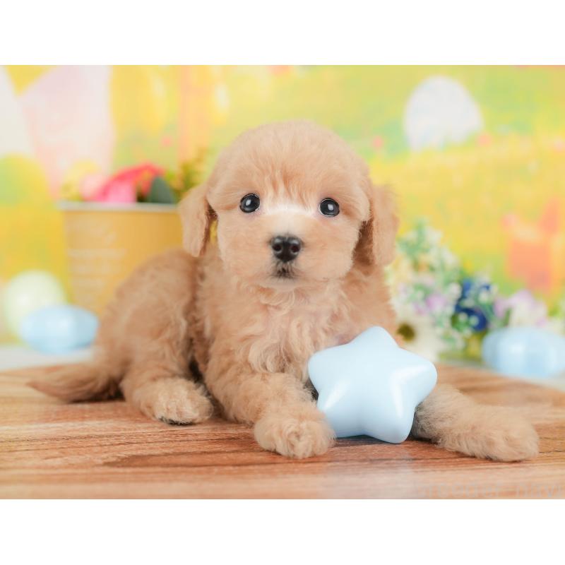 販売中の群馬県のトイプードル-427207の4枚目