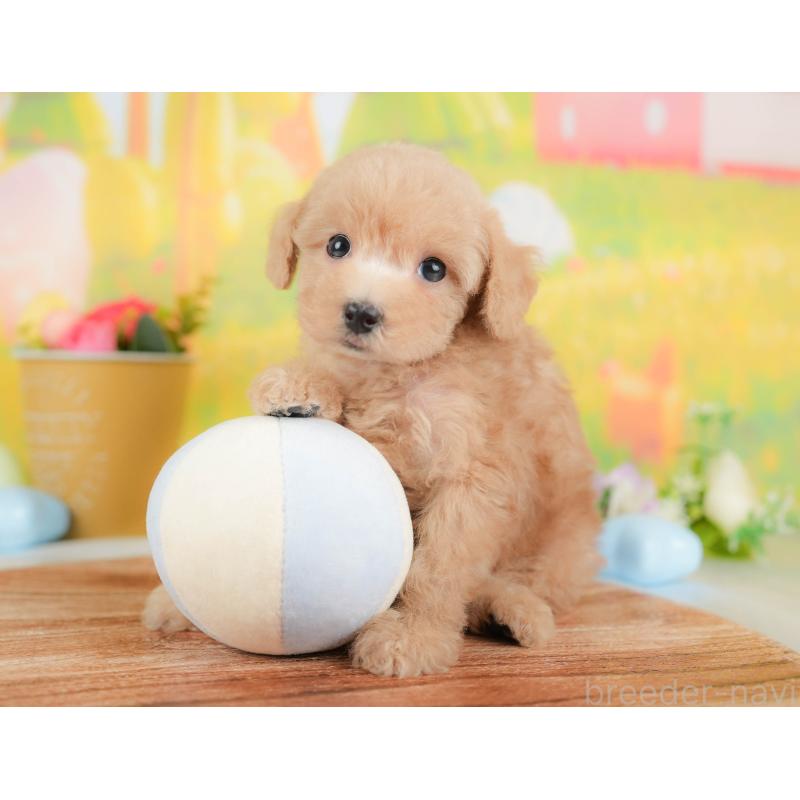 販売中の群馬県のトイプードル-427207の3枚目