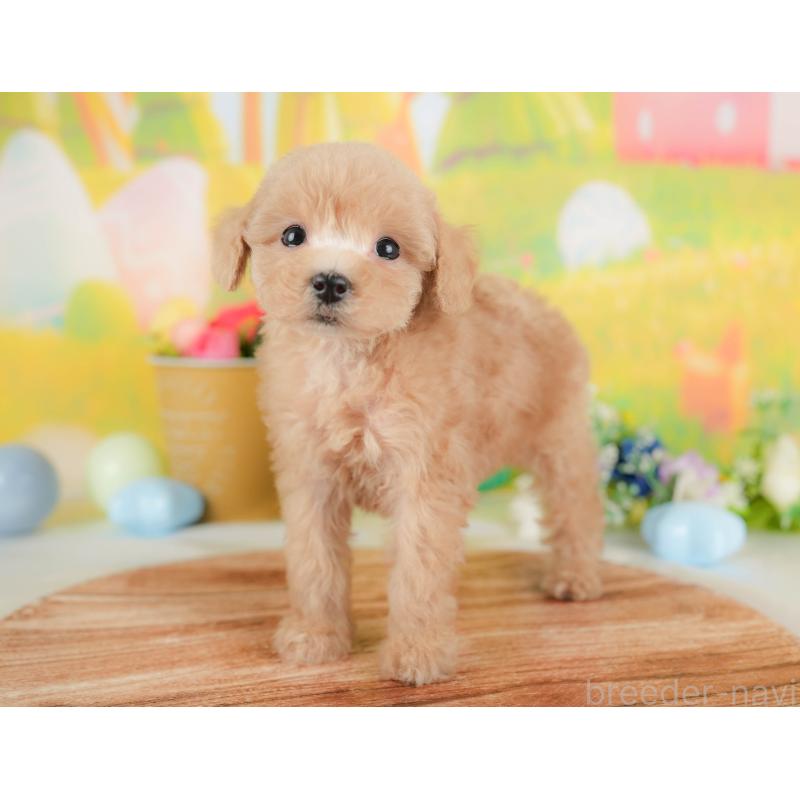 販売中の群馬県のトイプードル-427207の2枚目