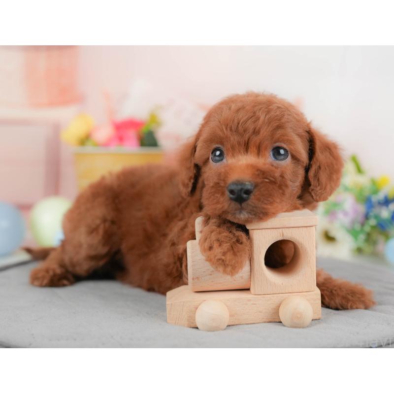 販売中の群馬県のトイプードル-427209