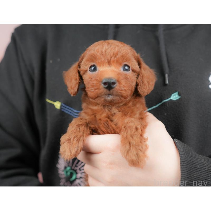 販売中の群馬県のトイプードル-427209の8枚目