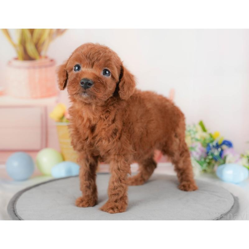 販売中の群馬県のトイプードル-427209の7枚目