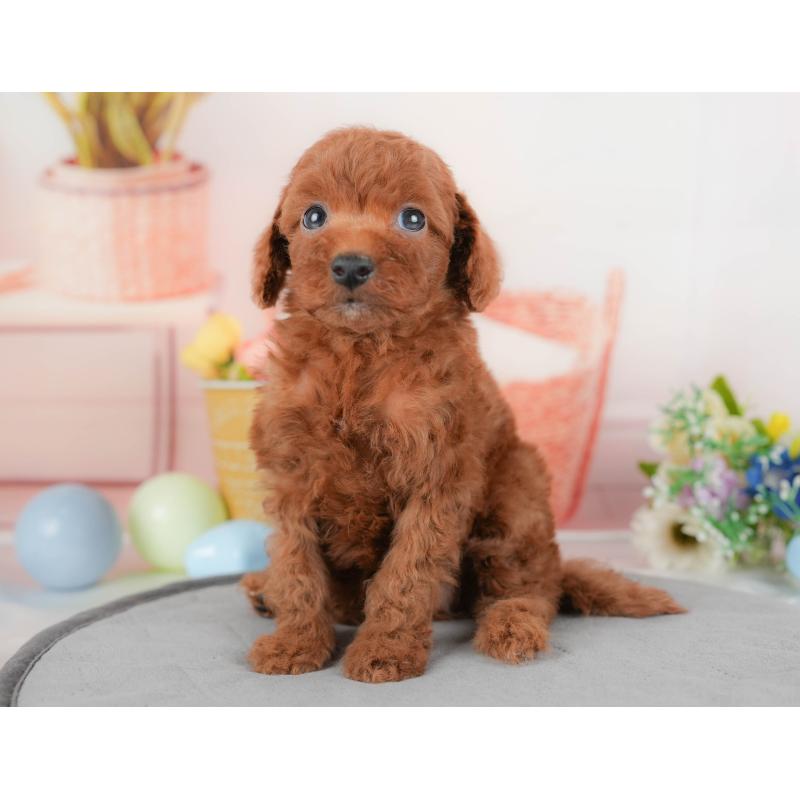 販売中の群馬県のトイプードル-427209の5枚目