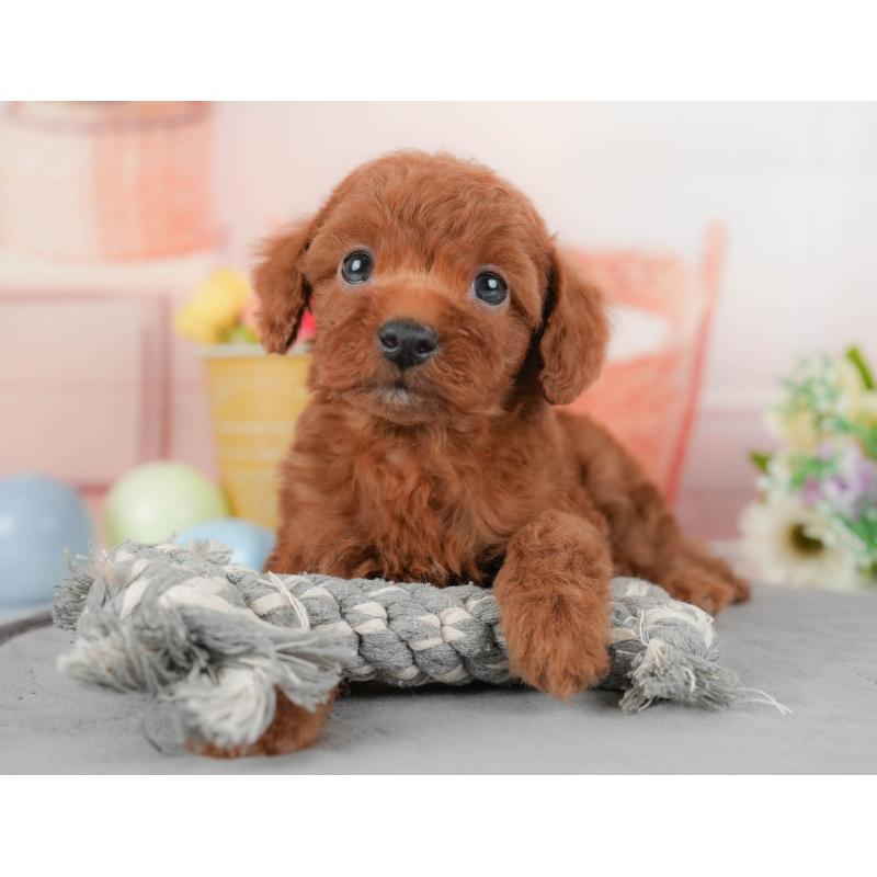 販売中の群馬県のトイプードル-427209の4枚目