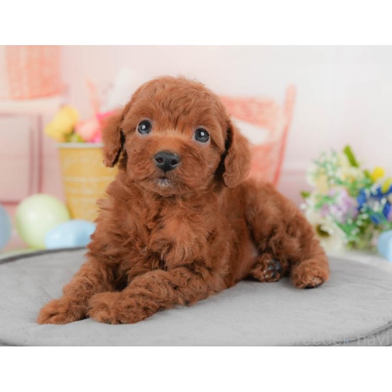 販売中の群馬県のトイプードル-427209の3枚目