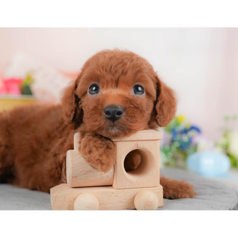 販売中の群馬県のトイプードル-427209の2枚目