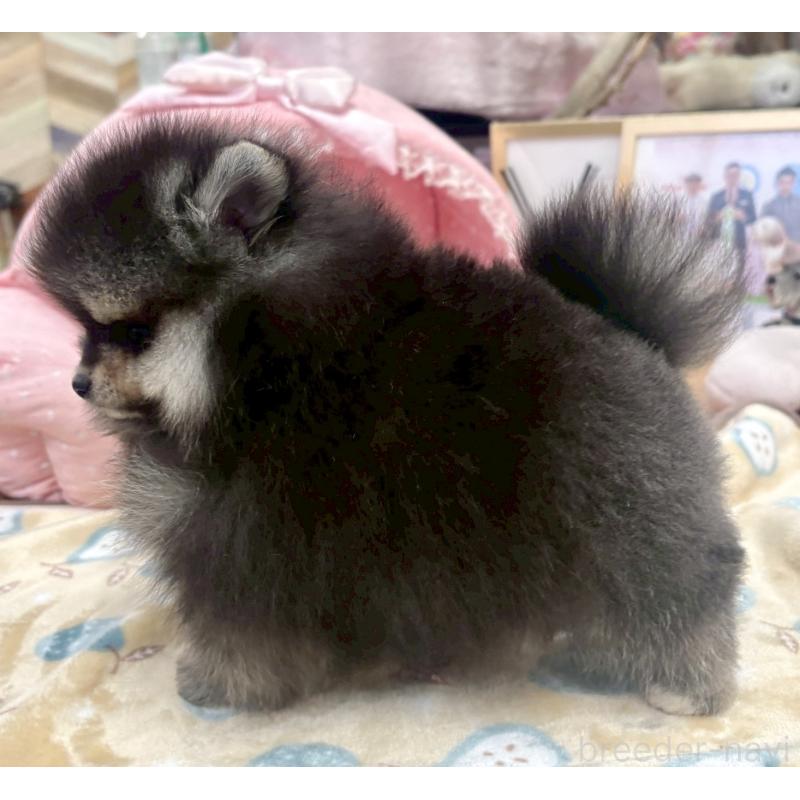 販売中の大阪府のポメラニアン-427208の9枚目