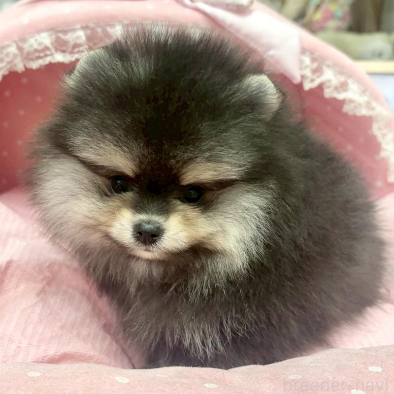 販売中の大阪府のポメラニアン-427208の7枚目