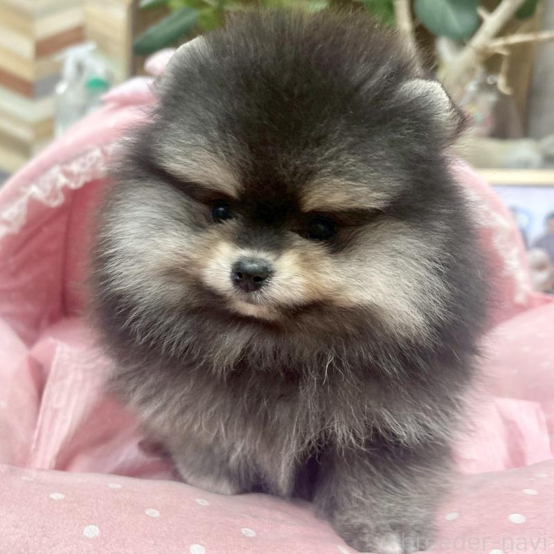 販売中の大阪府のポメラニアン-427208の6枚目